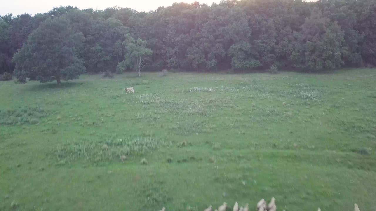 vista aérea de ovejas pastando en rumania