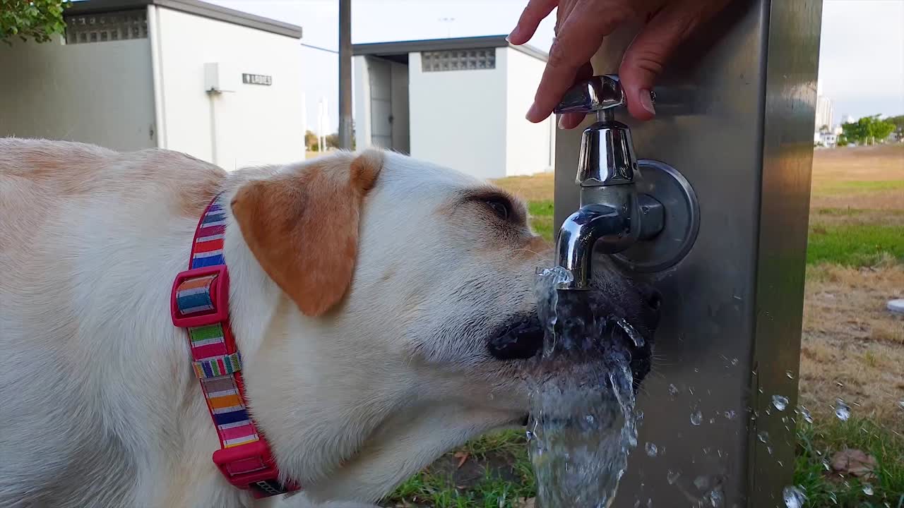 Um cão branco com sede a beber água de uma torneira