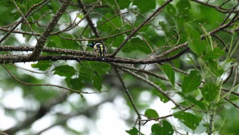 facing towards the camera while perched on this thorny branch then flies away and returns exposing its back, black-and-yellow broadbill eurylaimus ochromalus, thailand