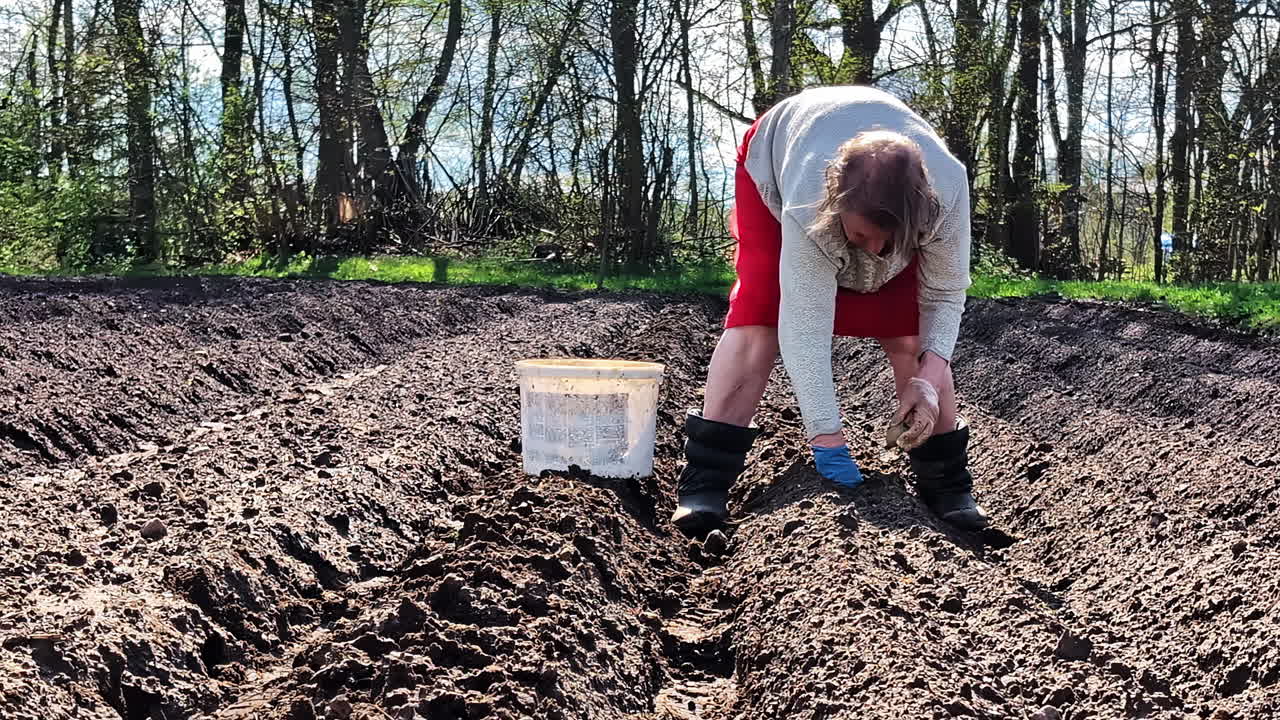 Pensioner woman in boots works alone planting seed potatoes in garden on spring