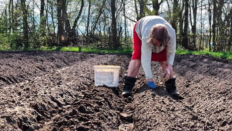 pensioner woman in boots works alone planting seed potatoes in garden on spring