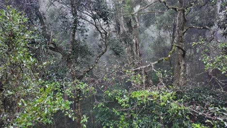 Transición-Creativa-A-Través-De-Un-árbol-Cubierto-De-Musgo-Que-Se-Abre-Hacia-Un-Entorno-De-Selva-Tropical-Cubierto-De-Niebla