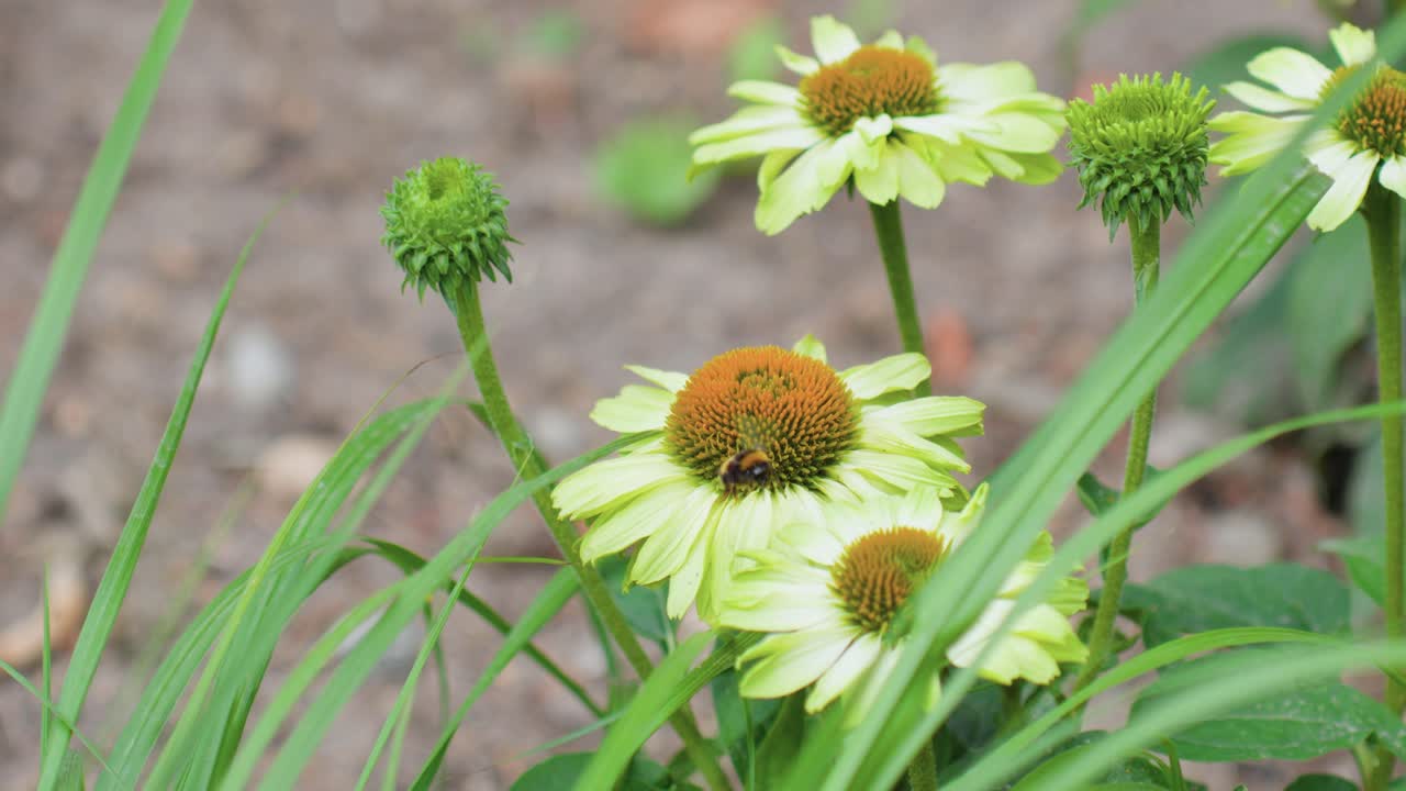 에서 사탕수수를 모으고 있는 일반적인 사탕수수 주위를 날아다니는 벌의 근접 촬영