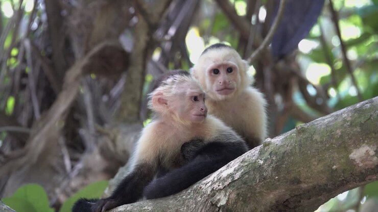 Two white faced capuchin monkeys play in the rainforest of Costa Rica