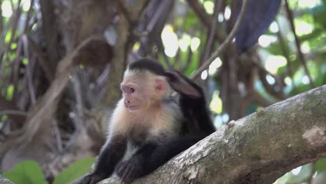 dos monos capuchinos de cara blanca juegan en la selva tropical de costa rica