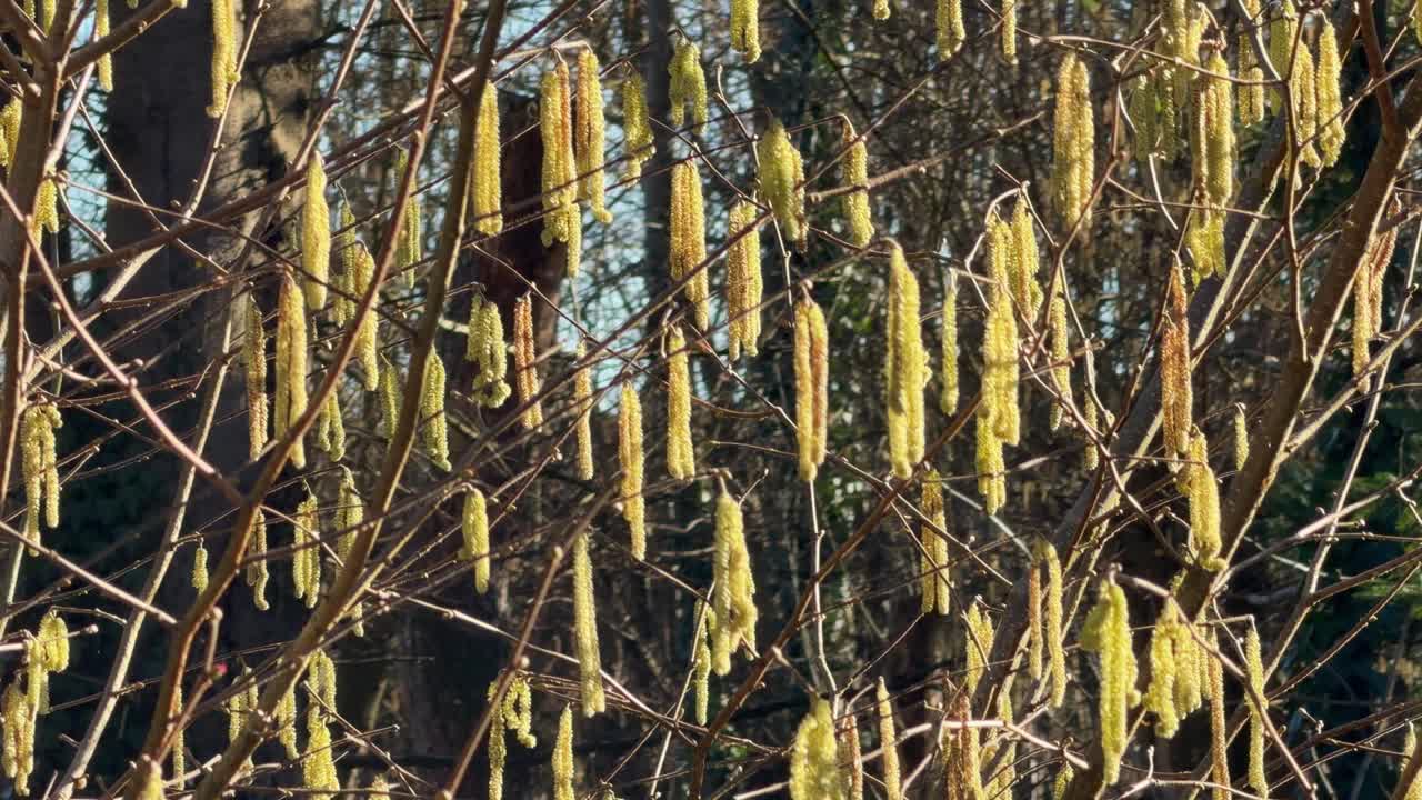 Rami di nocciolo con numerosi amenti gialli che fioriscono all'inizio della primavera.