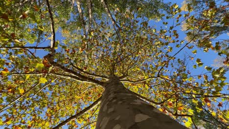 Beech tree crown and branches seen from trunk