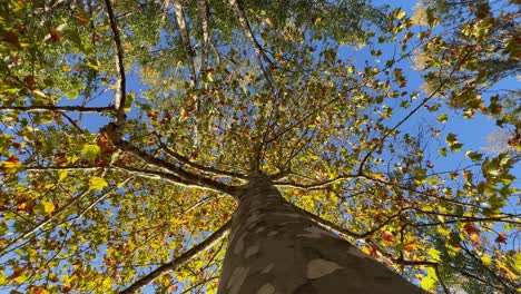 beech tree crown and branches seen from trunk