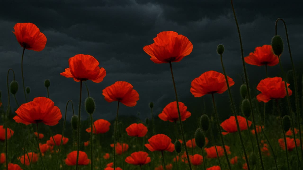 Vibrant red poppies blooming in a lush field, contrasting beautifully against a dramatic, dark stormy sky, evoke a powerful sense of emotion and tranquility in nature's landscape