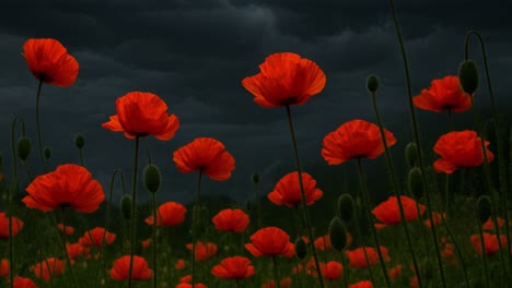 vibrant red poppies blooming in a lush field, contrasting beautifully against a dramatic, dark stormy sky, evoke a powerful sense of emotion and tranquility in nature's landscape