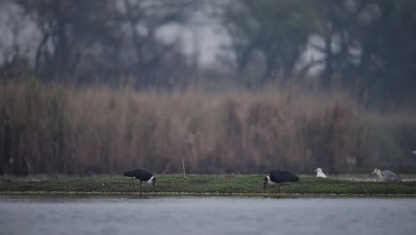 Wollhalsstorchenpaar-Füttert-Morgens