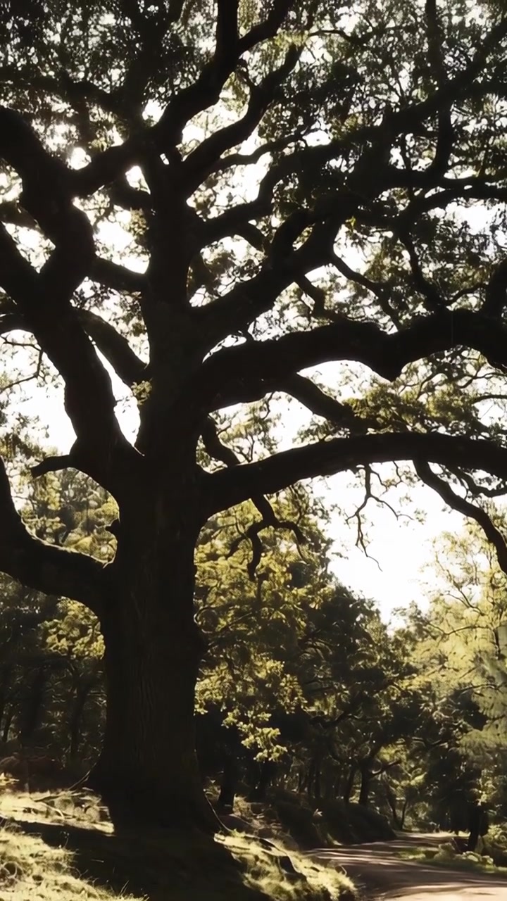 Vertical video: Low sun backlighting oak tree beside dirt path, camera tilting revealing canopy