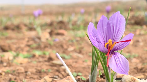saffron field in bloom