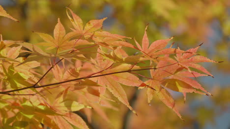 faded autumn leaves of acer palmatum trees on a sunny daytime