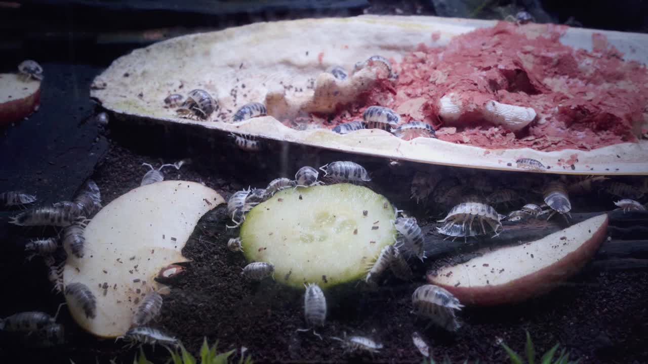 Wide close-up static shot of an isopod colony crawling over apple, cucumber, and fish flesh on dark soil in a terrarium display at Aquaria KLCC, Kuala Lumpur, dark cinematic mood