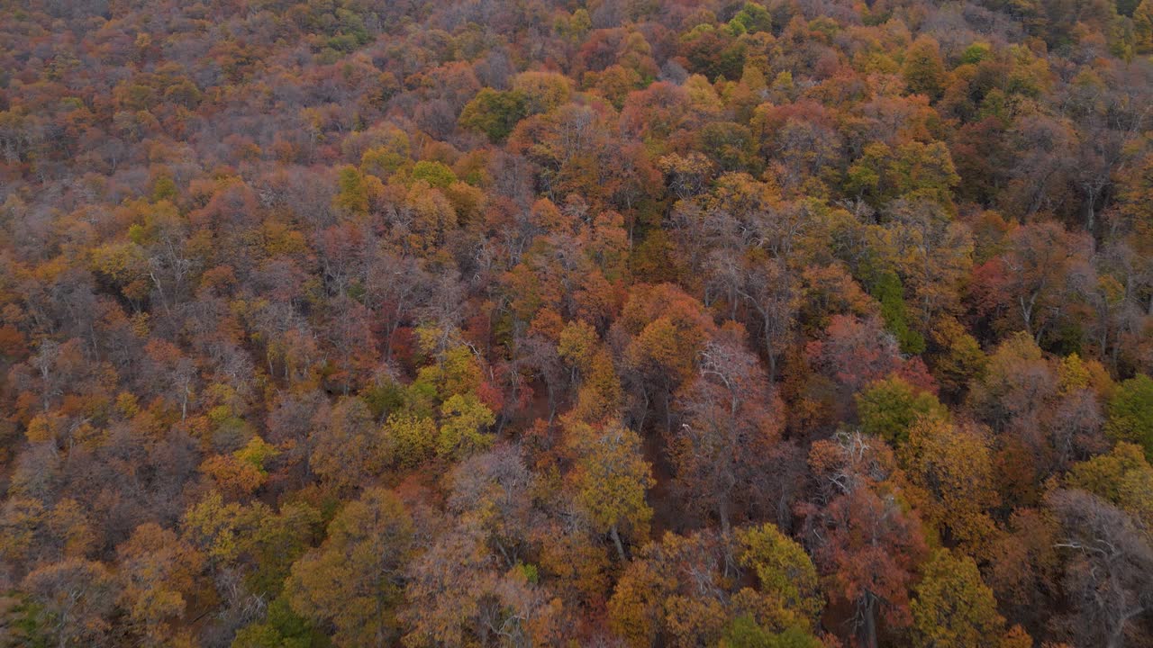 Aerial approach shot moving over an autumn oak forest with rich fall foliage bathed in warm sunrise light, highlighting vibrant reds, yellows, and oranges.