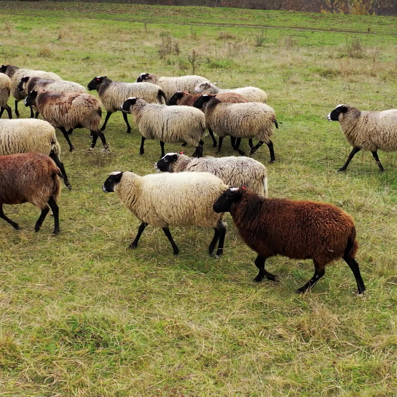 Gregge di pecore soffici e colorate in una fattoria in campagna. Simpatici animali domestici su un prato verde.