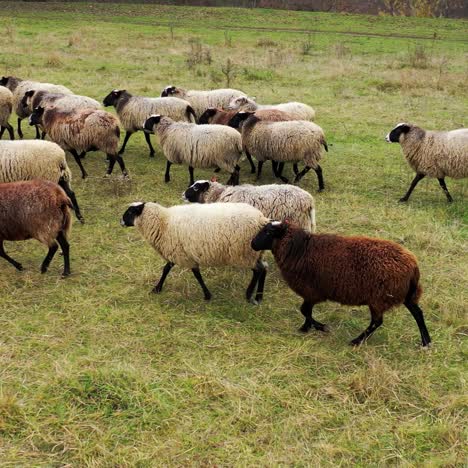 flock of fluffy colored sheeps on a farm in countryside. cute domestic animals on a green meadow