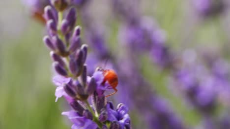 Tiro-Macro-De-Insecto-Rojo-En-La-Flor-De-Lavanda-En-El-Campo