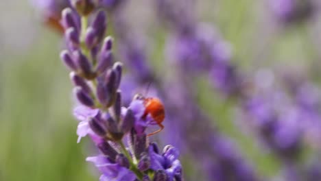 tiro macro de insecto rojo en la flor de lavanda en el campo