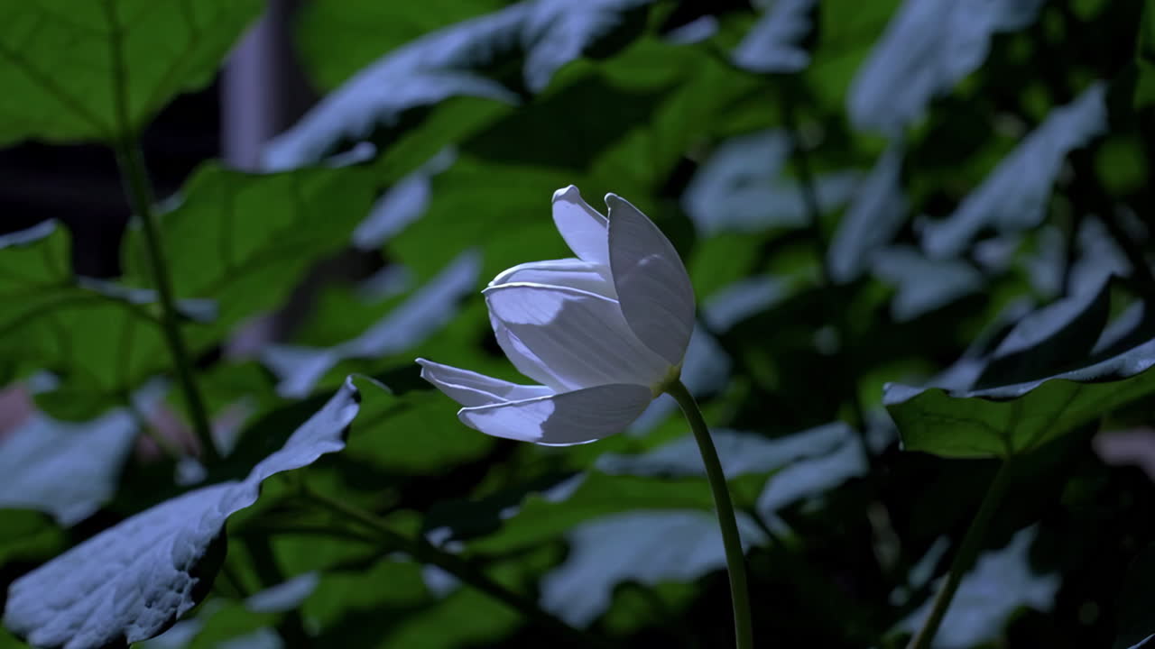 flor de loto blanca en el jardín
