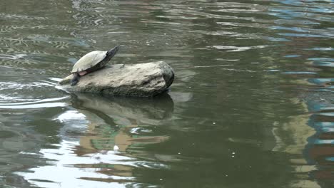 a turtle sunbathing on a rock in a lake