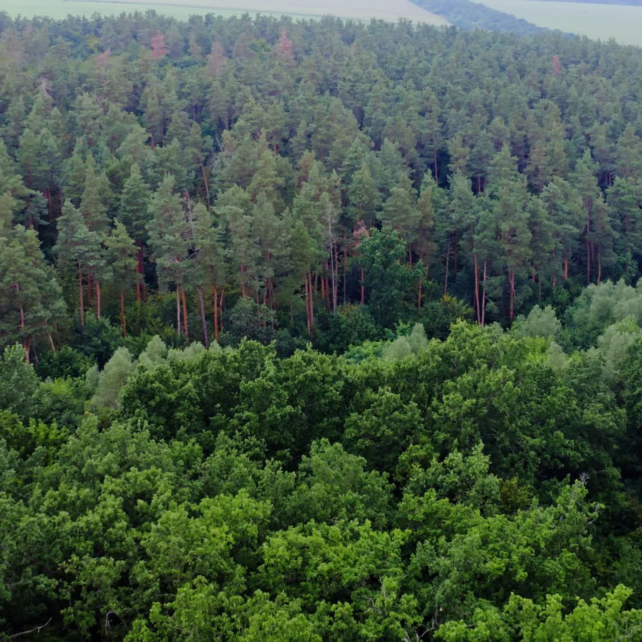 vista aérea del bosque