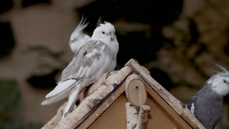 cute cockatiel bird perched on birdhouse in nature,close up shot