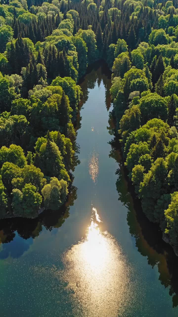 Aerial video view of a serene river reflecting sunlight, surrounded by lush green forest