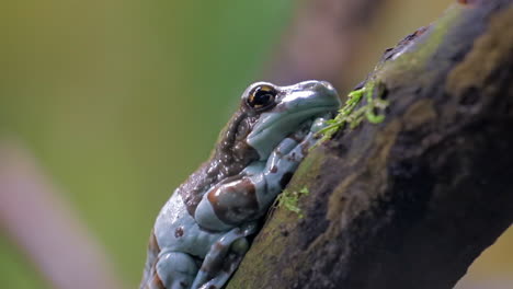 amazon milk frog lying on tree trunk