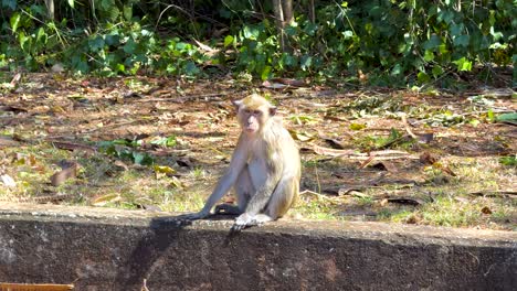 a monkey sits calmly on a ledge