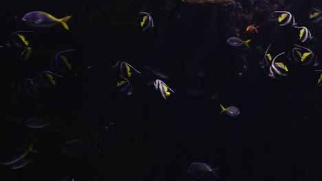toma amplia de varios peces nadando en las profundidades del agua 02