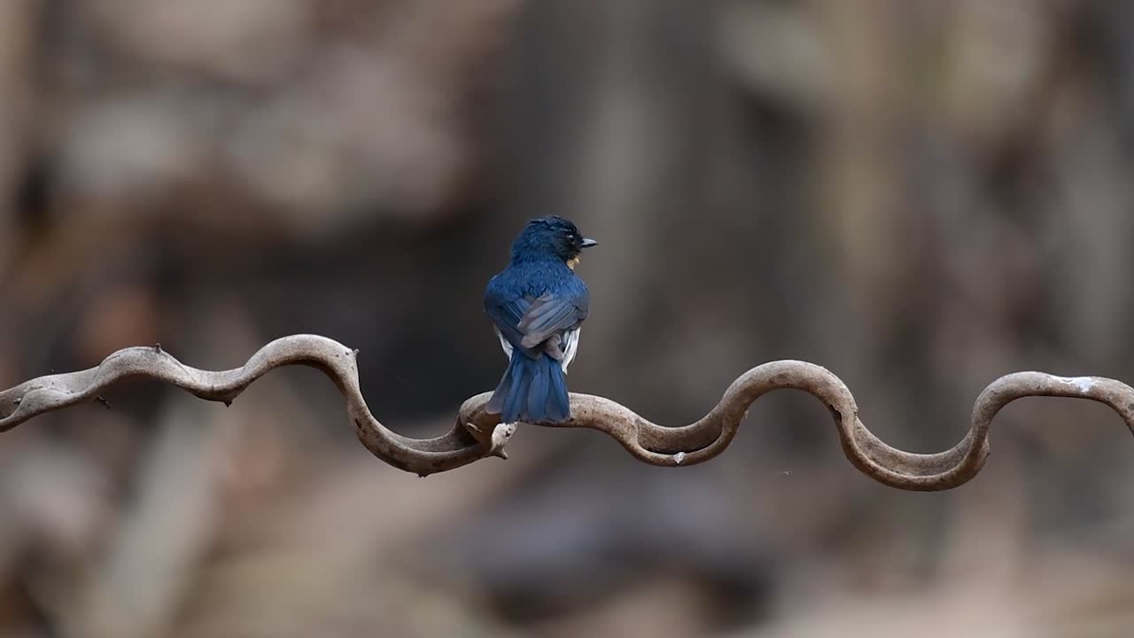 el papamoscas azul de indochina se encuentra en los bosques de las tierras bajas de tailandia, conocido por sus plumas azules y su pecho de naranja a blanco