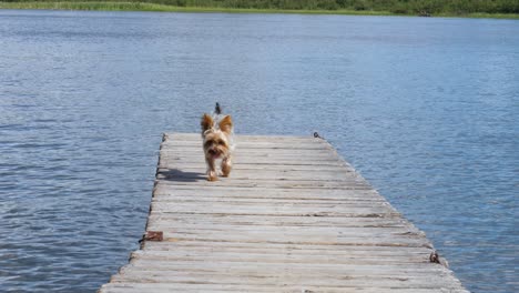 Weiblicher-Yorkie-Hund,-Der-Auf-Dem-Dock-Am-Wasser-Spazieren-Geht---Yorkshire-Terrier-In-Zeitlupe-Der-Hütte