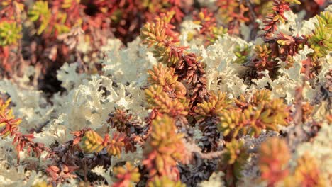 arctic tundra lichen moss close-up. found primarily in areas of arctic tundra, alpine tundra, it is extremely cold-hardy. cladonia rangiferina, also known as reindeer cup lichen.