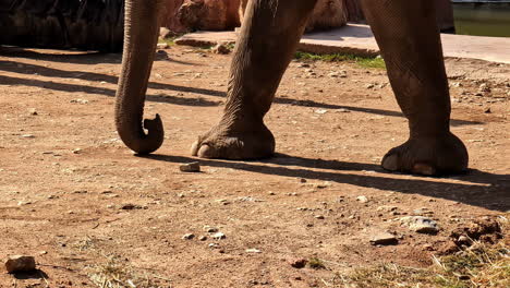 cropped view of an elephant legs and tusk