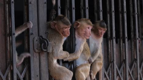 long-tailed macaque, macaca fascicularis an individual licking and biting the iron then goes in the gate while the other three monkeys look around a while sitting in between, lop buri, thailand