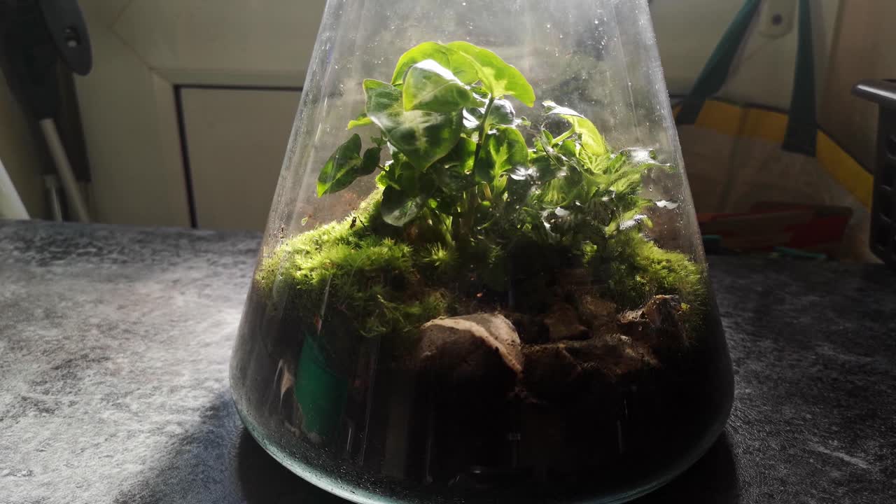 유리 플라스크 천연 이끼 테라리움 미니어처 성장하는 식물 생태계 느린 추적 왼쪽 샷