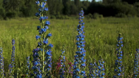 flores azules en un prado