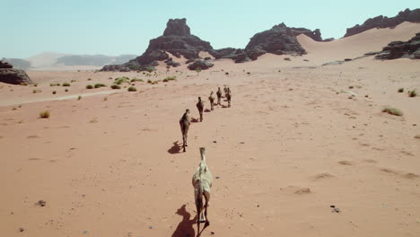 camels running across the barren deserts near djanet, algeria in north africa