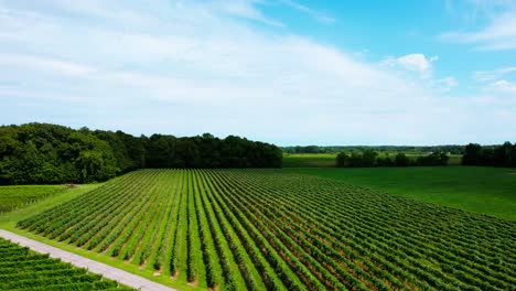 aerial view of vineyard and agricultural land with forest trees in distance, captured during sunshine day, location west michigan, usa