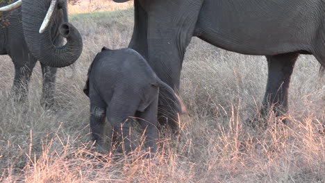 elephant calf plays and hobbles walking around following parents in tall grass