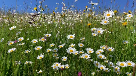 sea of flower, flower meadow