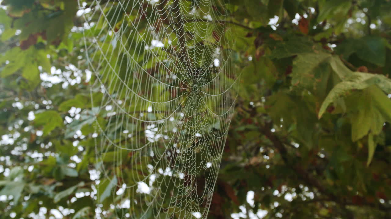 이슬방울 이 있는 거미줄