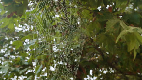 la red de araña con gotas de rocío
