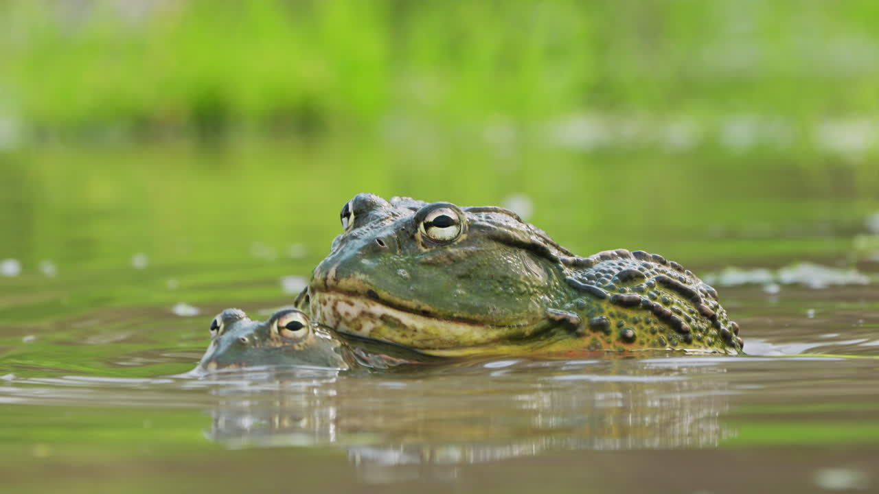 спаривание пары африканских лягушек-быков на мелководье в дикой природе центрального заповедника калахари, ботсвана
