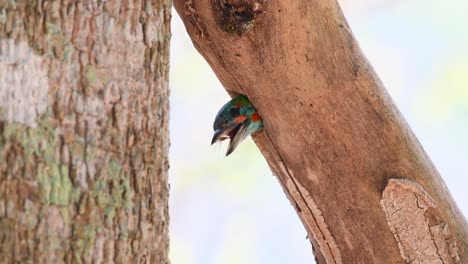 Barbudo-De-Orejas-Azules,-Psilopogon-Cyanotis,-Imágenes-De-4k-De-Un-Pájaro-Que-Anida