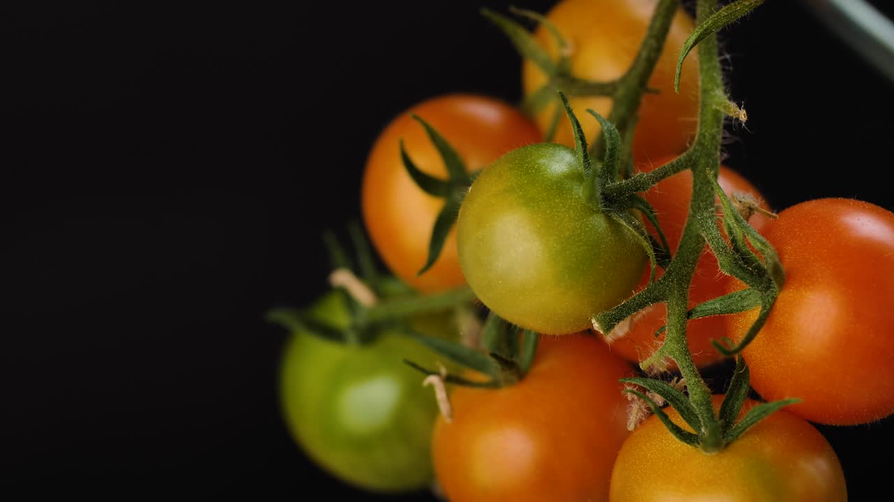 toma estática de tomates cherry verdes y rojos colgados en un autobús de tomates.