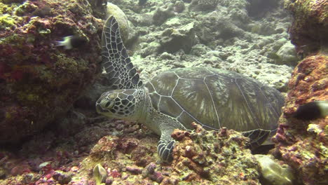 tortuga carey dormitando entre dos bloques de coral con las patas delanteras extendidas, plano medio que muestra todas las partes del cuerpo