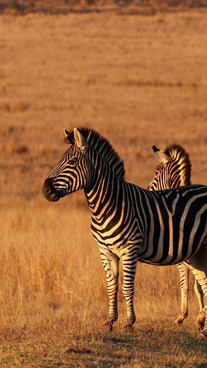 Zebra maschio in allerta nell'erba secca dorata con un'altra zebra parzialmente dietro